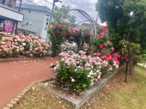 南行徳公園のバラのトンネルとバラの花壇
