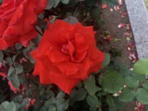 南行徳公園のローラという品種のバラ