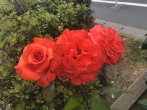 南行徳公園のレディローズという品種のバラ