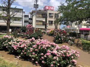 行徳駅前公園のバラ