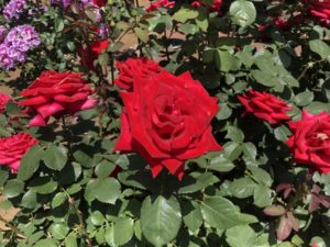 行徳駅前公園のカーディナルという品種のバラ