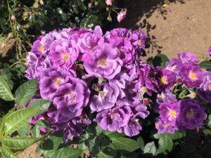 行徳駅前公園の夢紫という品種のバラ