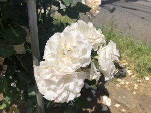 行徳駅前公園のフレンチレースという品種のバラ