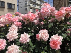 行徳駅前公園のサマーレディーという品種のバラ