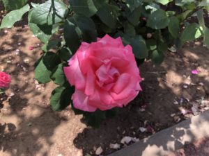 行徳駅前公園のアロマテラピーという品種のバラ