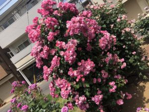 行徳駅前公園のアンジェラという品種のバラ
