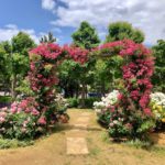 《行徳駅前公園のバラ》香りのバラ園をコンセプトに開設されたバラ園！