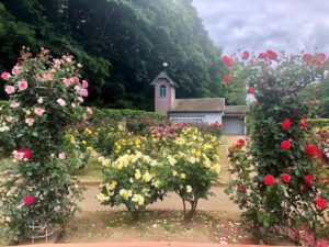 第7回市川市動植物園バラまつり2019が大町公園のバラ園で開催！
