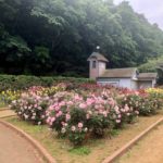《南行徳公園のバラ》バラの園路で散歩やジョギングを楽しもう！