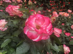 大町公園のラフランスという品種のバラ