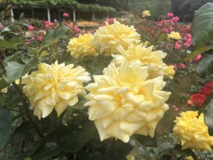 大町公園バラ園のヘルムットシュミットという品種のバラ