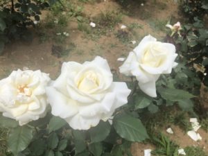 大町公園バラ園のマダムサチという品種のバラ