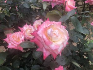 大町公園バラ園のダイアナプリンセスオブウェールズという品種のバラ