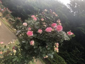 大町公園バラ園のつる・聖火という品種のバラ