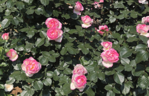 須和田公園のプリンセスドゥモナコという品種のバラ