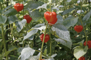 ほおずきの写真