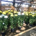 《菊花展》市川市葛飾八幡宮で開催されている様子はこんな感じ!