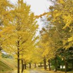《市川市営霊園のイチョウと紅葉》イチョウ並木が美しすぎる散歩道!