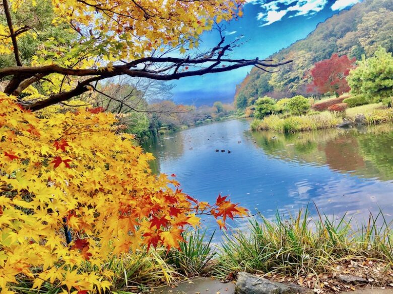 《じゅん菜池緑地の紅葉》公園全体の秋の風景が美しいスポット！