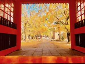 赤門から葛飾八幡宮本殿方面のイチョウ並木の風景