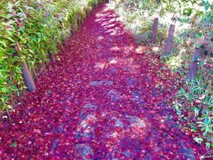 真っ赤なもみじが小道に落ちて、赤い絨毯のようになっている道