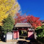 《回向院の紅葉》イチョウの迫力!もみじと竹林のコラボが美しい!