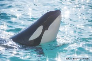 千葉県観光優待キャンペーン!人気施設のペアチケット3500組プレゼント!