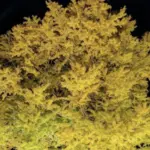 《煌 kirameki2025》葛飾八幡宮千年の銀杏に灯る、市川の秋の幻想ライトアップ