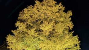 《煌 kirameki2025》葛飾八幡宮千年の銀杏に灯る、市川の秋の幻想ライトアップ