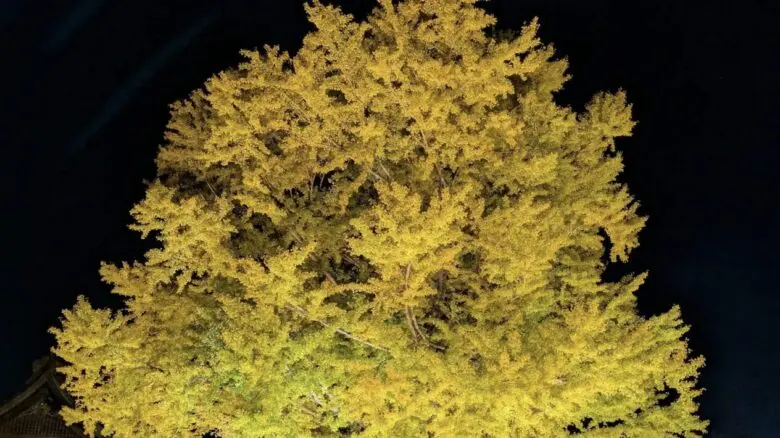 《煌 kirameki2025》葛飾八幡宮千年の銀杏に灯る、市川の秋の幻想ライトアップ