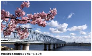 妙典河津桜と電車コラボ動画の紹介画面①