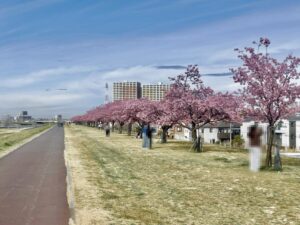 2026年2月27日市川南江戸川の河津桜(筆者撮影)