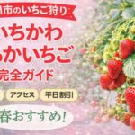 市川市のいちご狩り「いちかわ あかいちご」完全ガイド2026｜予約・アクセス・注意点まとめ