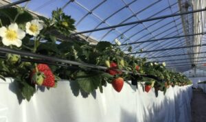 古川園第二ハウス(高設栽培)