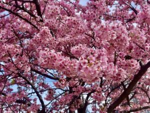 2026年2月27日の市川南江戸川沿いの河津桜のアップ