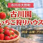 古川園いちご狩りハウス｜市川市で楽しめるいちご狩り【料金・品種・アクセス】2026年版
