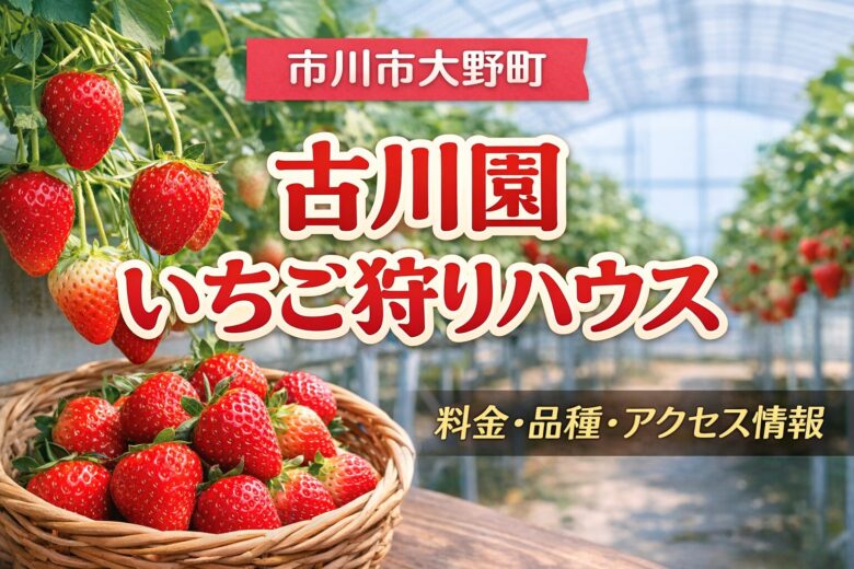 古川園いちご狩りハウス|市川市で楽しめるいちご狩り【料金・品種・アクセス】2026年版