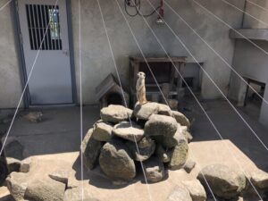 市川市動植物園ミーアキャット