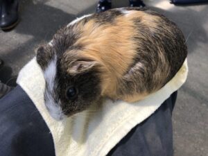 市川市動植物園のモルモット