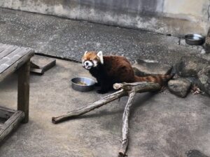市川市動植物園レッサーパンダ