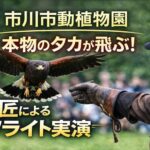 本物のタカが飛ぶ！市川市動植物園で「鷹匠によるタカのフライト実演2026」開催