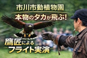 本物のタカが飛ぶ！市川市動植物園で「鷹匠によるタカのフライト実演2026」開催