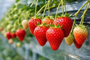 いちご農園の様子