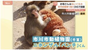 TBSにも取り上げられたパンチの映像