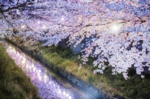 真間川沿いのライトアップされた桜