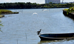 千葉県行徳野鳥観察舎から見られる野鳥