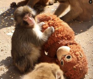 パンチが母親がわりのオラウータンのぬいぐるみと遊ぶ様子