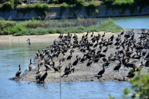 千葉県行徳野鳥観察舎の野鳥