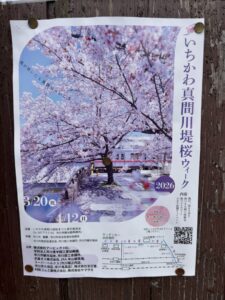 いちかわ真間川堤桜ウィーク2026の案内ポスター(2026年3月16日筆者撮影)