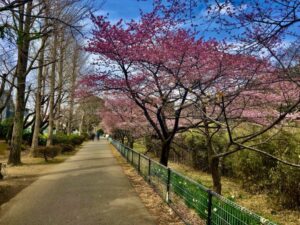 あいねすと遊歩道(2026年2月筆者撮影)